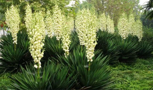 Yucca schidigera Extract, Yucca Powder