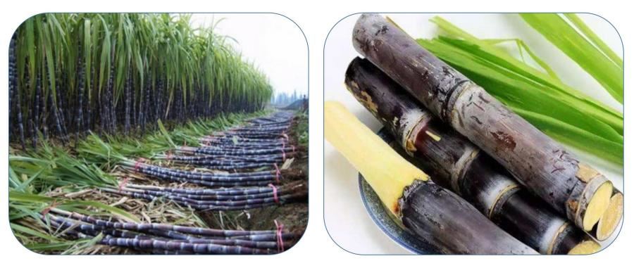 Sugar Cane Extract 