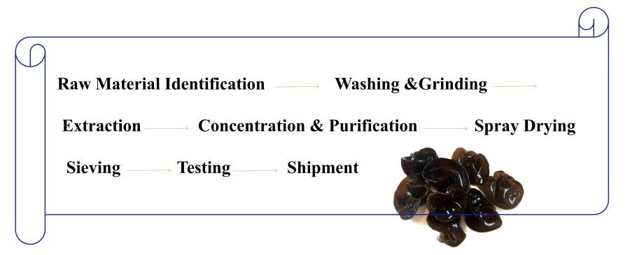 Processing Flow Chart of Black Fungus Extract