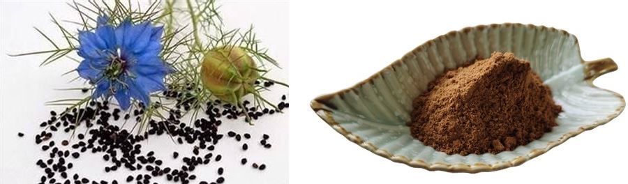 Nigella sativa extract