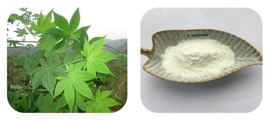 85% Rubusoside, Sweet Tea Extract