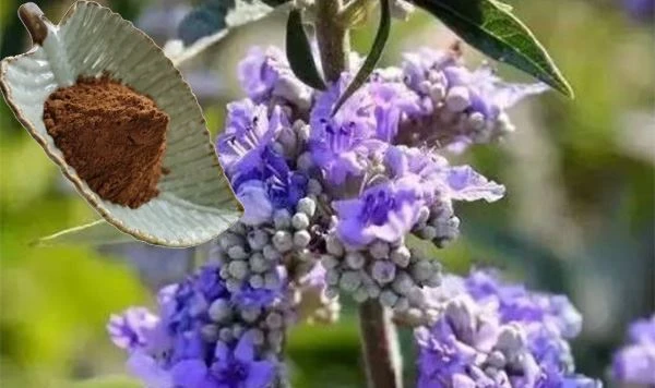 Chaste Tree Berry Extract Powder