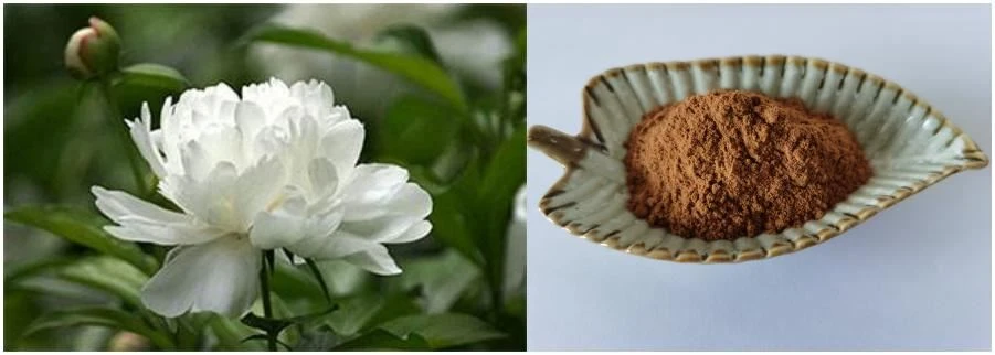 White Peony Extract,10% Paeoniflorin White Peony Extract,10% Paeoniflorin