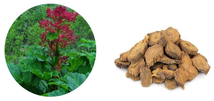 Rhubarb Root Extract