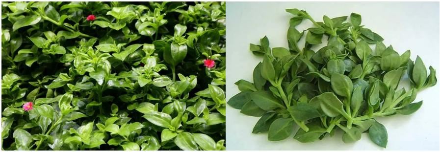 Andrographis Extract Andrographis Extract