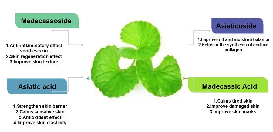 Centella Asiatica Extract Application