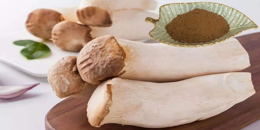 King Oyster Extract