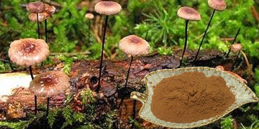 Marasmius Androsaceus Extract polysaccharide