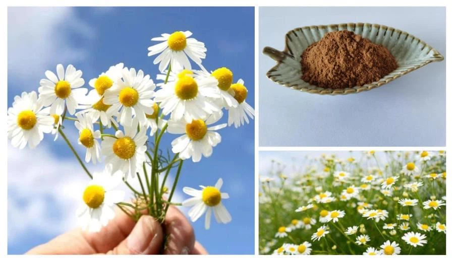 Feverfew Extract Powder