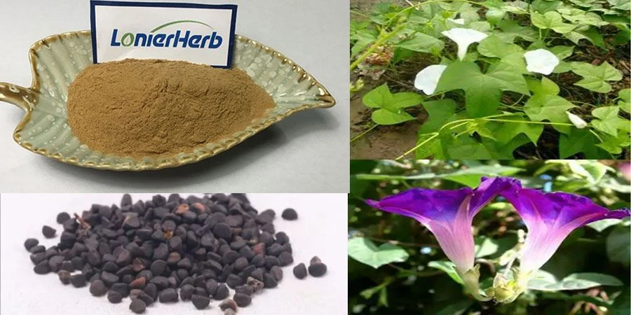 Morning Glory Seed Extract Powder