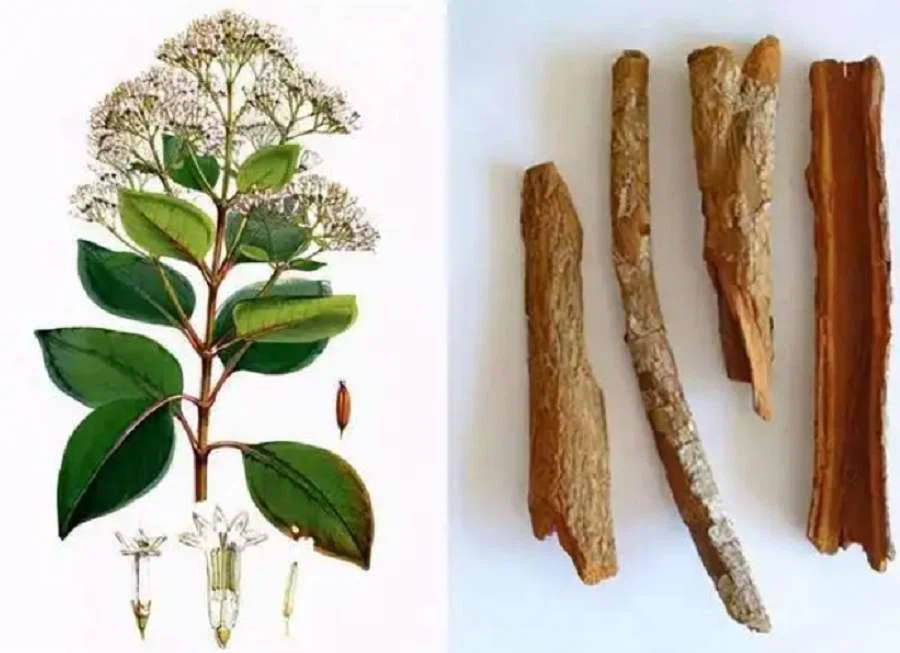 Cinchona Extract Powder