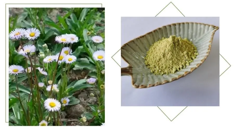 Erigeron Breviscapus Extract