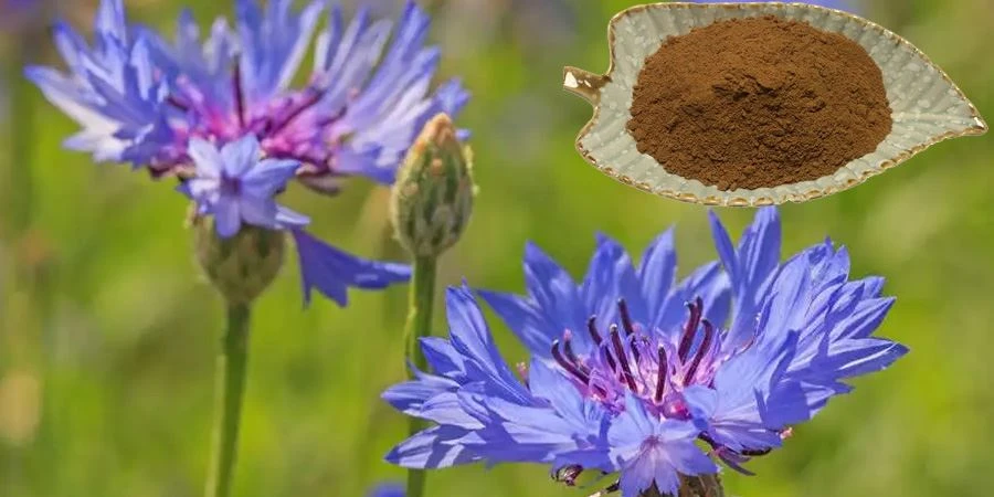 product-900-450 Cornflower Extract