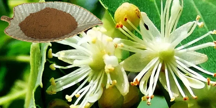 Linden Flower Extract Powder