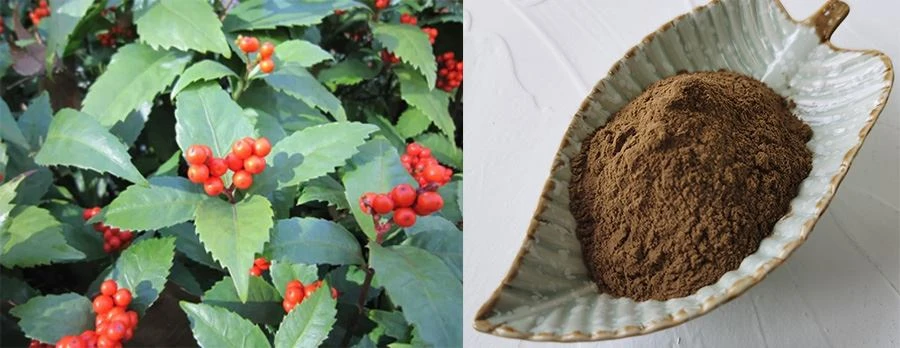 Grass Coral Extract Grass Coral Extract