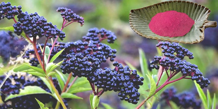 Elderberry Fruit Powder