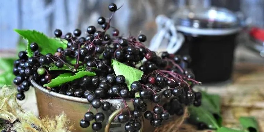 Elderberry Fruit Powder suppliers