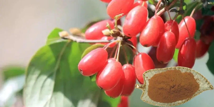 Bulk Cornus Officinalis Fruit Extract