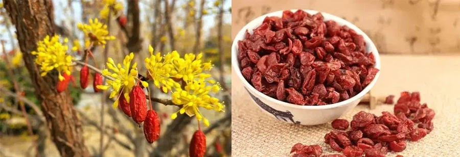 Wholesale Cornus Officinalis Fruit Extract