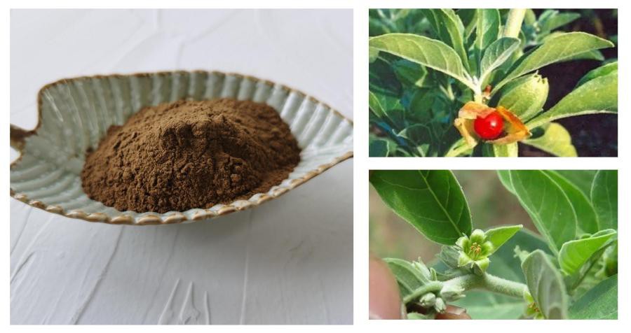 Ashwagandha Extract,Withanolides