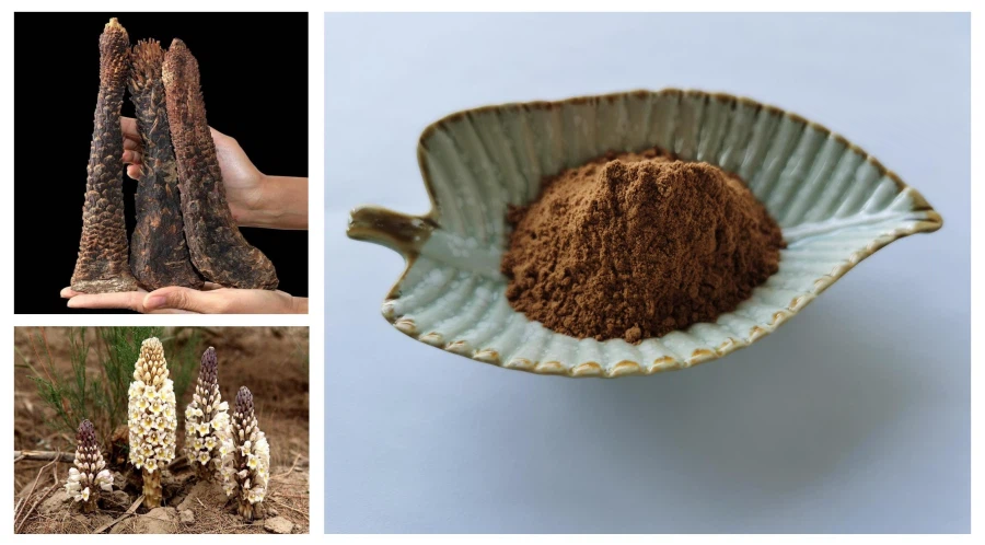 Cistanche Extract supplier, Cistanche Tubulosa Powder