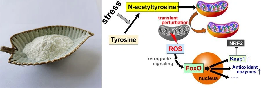 N-Acetyl-L-tyrosine NALT