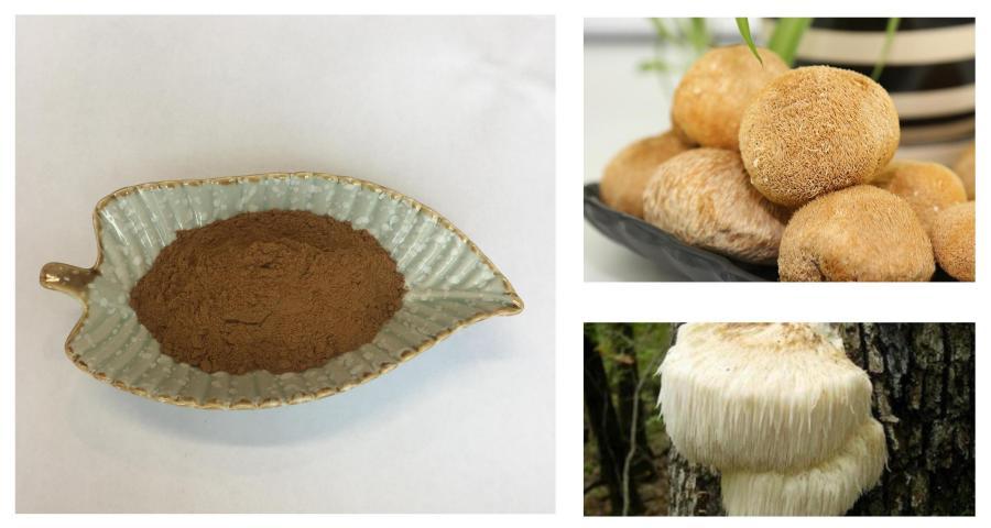 Lion‵s Mane Mushroom Extract,Hericium Erinaceus Powder