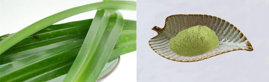 Wholesale Pandan Leaf Powder