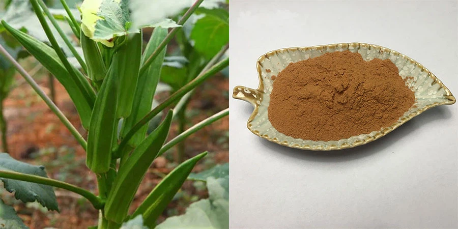 Vegan Abelmoschus Esculentus Extract Vegan Abelmoschus Esculentus Extract