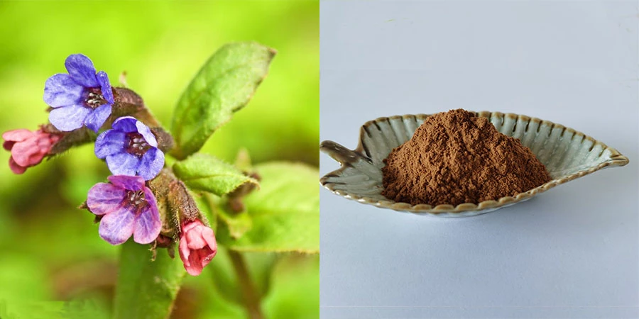 Lungwort Extract Powder Lungwort Extract Powder