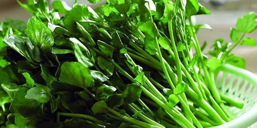 Watercress Extract Powder Watercress Extract Powder