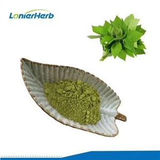 Polvo de hoja de morera