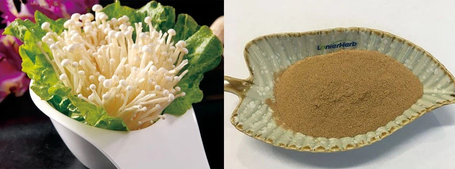 Flammulina Velutipes Extract manufacturers Flammulina Velutipes Extract manufacturers