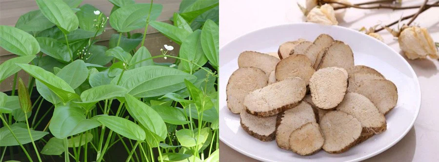 Bulk Alisma Extract Bulk Alisma Extract