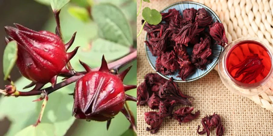 Roselle Extract suppliers Roselle Extract suppliers