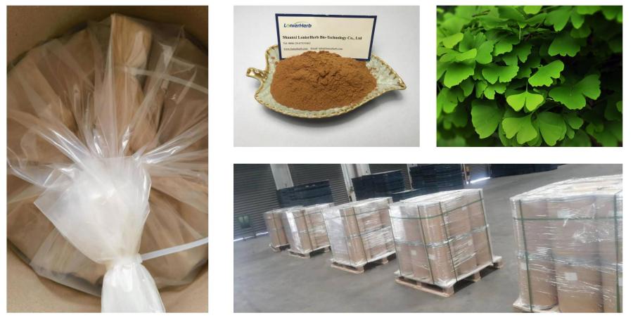 Ginkgo Biloba Powder Ginkgo Biloba Powder